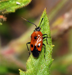 Deraeocoris punctum
