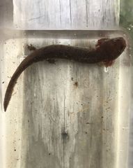 Necturus mounti
