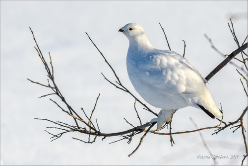 Willow Ptarmigan, Кольский р-н, Мурманская обл., Россия, photo 10 of 10