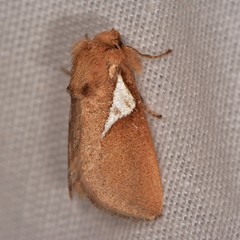 Prolimacodes trigona