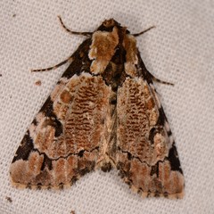 Stibaera thyatiroides