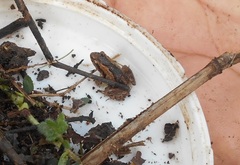 Pseudopaludicola pusilla