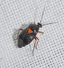 Deraeocoris ribauti