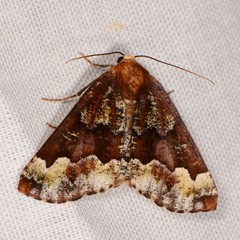 Caripeta pulcherrima