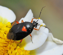 Deraeocoris ribauti