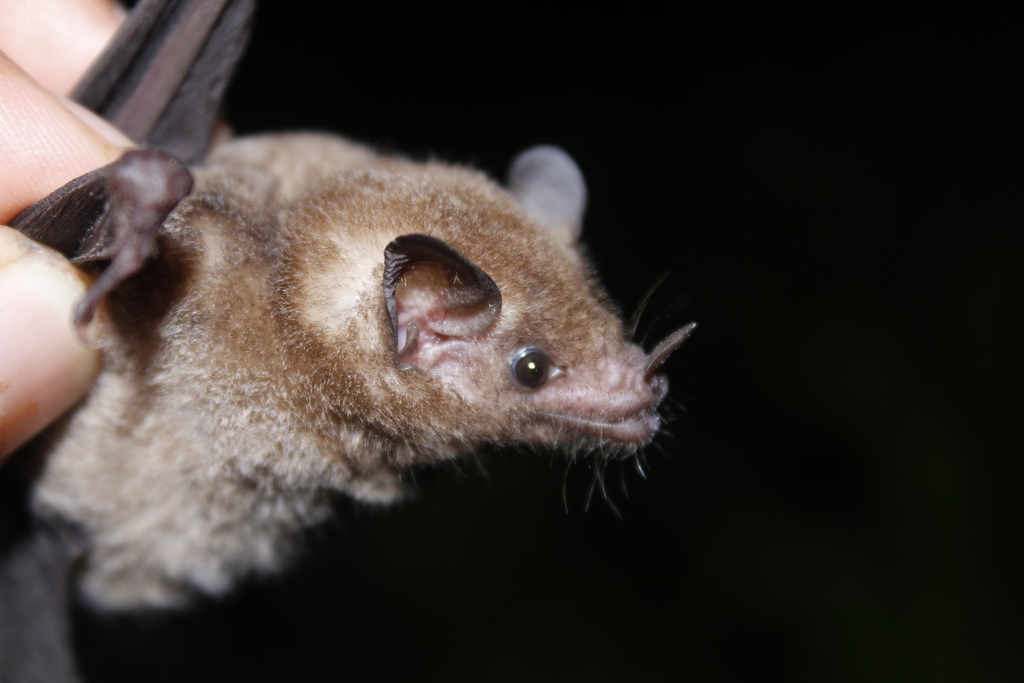 western longtongued bat from Lázaro Cárdenas, Mich., México on