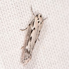 Ethmia semitenebrella