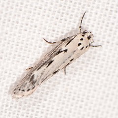Ethmia semitenebrella
