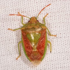 Banasa subcarnea