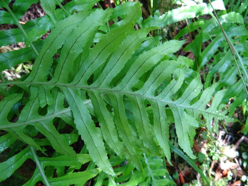 Polypodium image