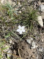 Dianthus albens