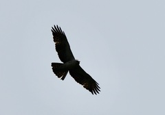 Aquila africana