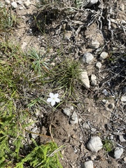 Dianthus albens