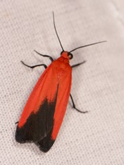 Ptychoglene coccinea