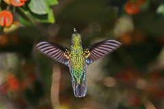 Green-Throated Carib photo 4