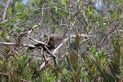 Ortalis squamata