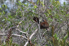 Ortalis squamata