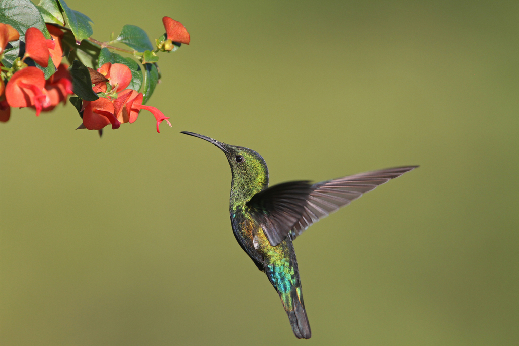 Green-throated Carib (Eulampis holosericeus) photo