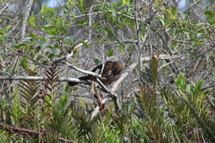 Ortalis squamata