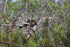 Ortalis squamata