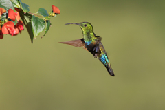 Green-Throated Carib photo 2