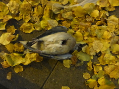 Columba palumbus