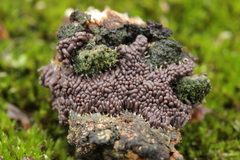 Arcyria stipata