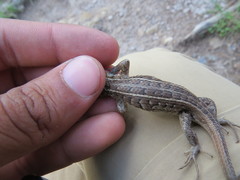 Sceloporus brownorum