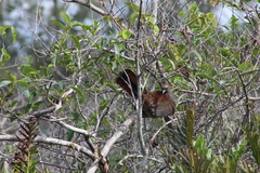 Ortalis squamata