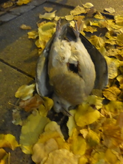 Columba palumbus