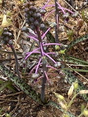 Ledebouria ovalifolia