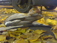 Columba palumbus