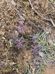 Ledebouria ovalifolia