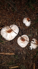 Agaricus porphyrocephalus