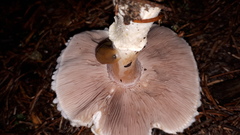 Agaricus porphyrocephalus