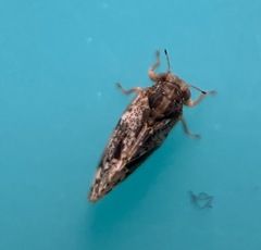 Pachypsyllinae