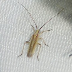 Autumnimiris koebeli