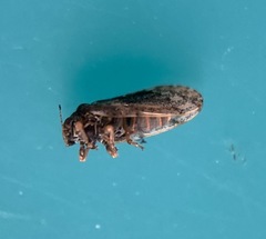 Pachypsyllinae