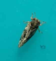 Pachypsyllinae