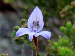 Disa maculata