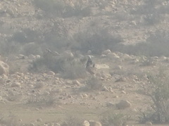 Chlamydotis macqueenii