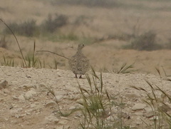 Pterocles senegallus
