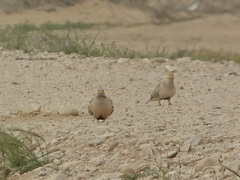 Pterocles senegallus
