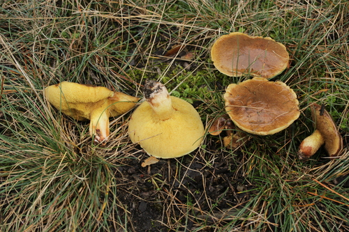 Suillus collinitus