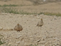 Pterocles senegallus