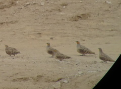 Pterocles senegallus