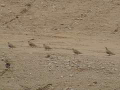 Pterocles senegallus