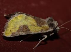 Chalcopasta fulgens
