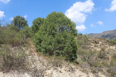 Pinus pinceana