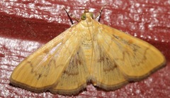 Psara dryalis